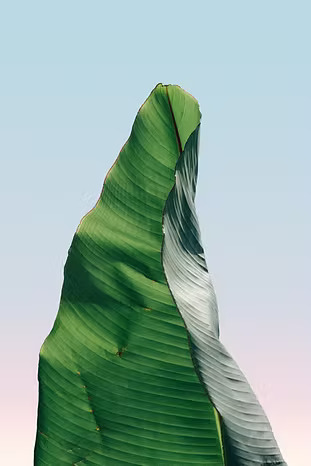 green leaf in gradient background